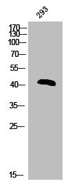 Western Blot analysis of 293 cells using Phospho-hnRNP C1/2 (S260) Polyclonal Antibody