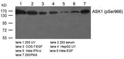 Western blot analysis of extracts from various cells using ASK1(Phospho-Ser966) Antibody.