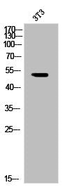 Western Blot analysis of 3T3 cells using Phospho-hnRNP K (S284) Polyclonal Antibody
