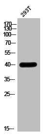 Western Blot analysis of 293T cells using HoxA5 Polyclonal Antibody