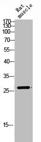 Western Blot analysis of RAT-MUSCLE cells using Hox-C6 Polyclonal Antibody