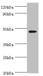 Western blot All lanes: GATA3 antibody at 6µg/ml + MCF-7 whole cell lysate Secondary Goat polyclonal to rabbit IgG at 1/10000 dilution Predicted band size: 48, 49 kDa Observed band size: 48 kDa
