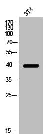 Western Blot analysis of 3T3 cells using Histamine H2 Receptor Polyclonal Antibody