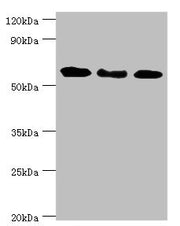 Western blot All lanes: Interferon-induced guanylate-binding protein 1 antibody at 4ug/ml Lane 1: MM231 whole cell lysate Lane 2: Hela whole cell lysate Lane 3: MGF-7 whole cell lysate Secondary Goat polyclonal to rabbit IgG at 1/10000 dilution Pr...
