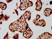 IHC image of CSB-PA009305LA01HU diluted at 1:300 and staining in paraffin-embedded human placenta tissue performed on a Leica BondTM system. After dewaxing and hydration, antigen retrieval was mediated by high pressure in a citrate buffer (pH 6.0)...