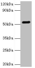Western blot All lanes: GC antibody at 2ug/ml + Mouse liver tissue Secondary Goat polyclonal to rabbit IgG at 1/10000 dilution Predicted band size: 53, 40, 56 kDa Observed band size: 53 kDa