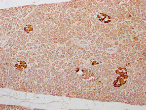 IHC image of CSB-PA009315LA01HU diluted at 1:300 and staining in paraffin-embedded human pancreatic tissue performed on a Leica BondTM system. After dewaxing and hydration, antigen retrieval was mediated by high pressure in a citrate buffer (pH 6....