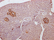 IHC image of CSB-PA009315LA11HU diluted at 1:300 and staining in paraffin-embedded human pancreatic tissue performed on a Leica BondTM system. After dewaxing and hydration, antigen retrieval was mediated by high pressure in a citrate buffer (pH 6....