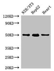 Western Blot Positive WB detected in: NIH/3T3 whole cell lysate, HepG2 whole cell lysate, Rat heart tissue All lanes: GCM2 antibody at 2µg/ml Secondary Goat polyclonal to rabbit IgG at 1/50000 dilution Predicted band size: 57 kDa Observed band siz...