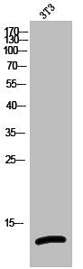 Western Blot analysis of 3T3 cells using HSP10 Polyclonal Antibody