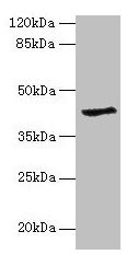 Western blot All lanes: GDAP1L1 antibody at 8µg/ml + Hela whole cell lysate Secondary Goat polyclonal to rabbit IgG at 1/10000 dilution Predicted band size: 42, 17, 44 kDa Observed band size: 42 kDa