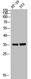Western Blot analysis of HT-29/NIH-3T3 using FoxN2 Polyclonal Antibody.