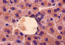 Immunohistochemistry of paraffin-embedded mouse liver tissue using CSB-PA009349LA01MO at dilution of 1:50