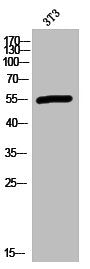 Western Blot analysis of 3T3 cells using SR-2C Polyclonal Antibody