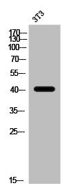 Western Blot analysis of 3T3 cells using SR-4 Polyclonal Antibody