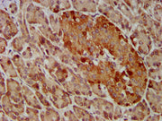 IHC image of CSB-PA009363LA01HU diluted at 1:400 and staining in paraffin-embedded human pancreatic tissue performed on a Leica BondTM system. After dewaxing and hydration, antigen retrieval was mediated by high pressure in a citrate buffer (pH 6....