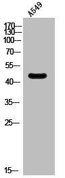 Western Blot analysis of A549 cells using SR-6 Polyclonal Antibody