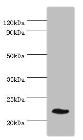 Western blot All lanes: GFER antibody at 3ug/ml + Mouse liver tissue Secondary Goat polyclonal to rabbit IgG at 1/10000 dilution Predicted band size: 24, 16 kDa Observed band size: 24 kDa