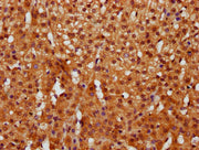 IHC image of CSB-PA009387LA01HU diluted at 1:400 and staining in paraffin-embedded human adrenal gland tissue performed on a Leica BondTM system. After dewaxing and hydration, antigen retrieval was mediated by high pressure in a citrate buffer (pH...