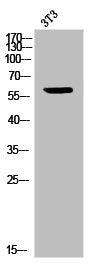 Western Blot analysis of NIH-3T3 cells using CD50 Polyclonal Antibody