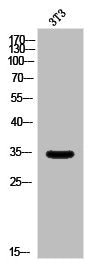 Western Blot analysis of 3T3 cells using Olfactory receptor 5AP2 Polyclonal Antibody