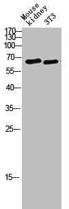 Western blot analysis of Mouse-kidney 3T3 lysis using POTE15 antibody.