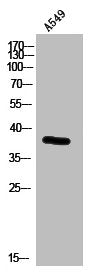 Western Blot analysis of A549 cells using GPR100 Polyclonal Antibody