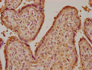 IHC image of CSB-PA009407LA01HU diluted at 1:100 and staining in paraffin-embedded human placenta tissue performed on a Leica BondTM system. After dewaxing and hydration, antigen retrieval was mediated by high pressure in a citrate buffer (pH 6.0)...