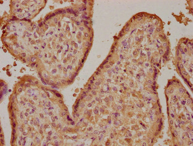 IHC image of CSB-PA009407LA01HU diluted at 1:100 and staining in paraffin-embedded human placenta tissue performed on a Leica BondTM system. After dewaxing and hydration, antigen retrieval was mediated by high pressure in a citrate buffer (pH 6.0)...