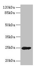 Western blot All lanes: GH2 antibody at 16µg/ml + Mouse skeletal muscle tissue Secondary Goat polyclonal to rabbit IgG at 1/10000 dilution Predicted band size: 25, 29, 24, 28 kDa Observed band size: 25 kDa
