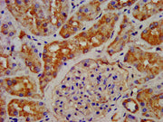IHC image of CSB-PA009413LA01HU diluted at 1:200 and staining in paraffin-embedded human kidney tissue performed on a Leica BondTM system. After dewaxing and hydration, antigen retrieval was mediated by high pressure in a citrate buffer (pH 6.0)....