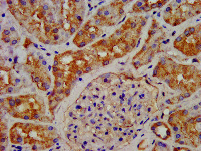 IHC image of CSB-PA009413LA01HU diluted at 1:200 and staining in paraffin-embedded human kidney tissue performed on a Leica BondTM system. After dewaxing and hydration, antigen retrieval was mediated by high pressure in a citrate buffer (pH 6.0)....