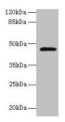 Western blot All lanes: CBLIF antibody at 2µg/ml + Mouse stomach tissue Secondary Goat polyclonal to rabbit IgG at 1/10000 dilution Predicted band size: 46, 43 kDa Observed band size: 46 kDa