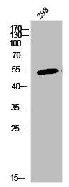 Western Blot analysis of 293 cells using Synaptotagmin X Polyclonal Antibody