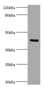 Western blot All lanes: Gap junction gamma-1 protein antibody at 6ug/ml + 293T whole cell lysate Secondary Goat polyclonal to rabbit IgG at 1/10000 dilution Predicted band size: 45 kDa Observed band size: 45 kDa