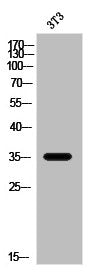 Western Blot analysis of 3T3 cells using Olfactory receptor 2W3 Polyclonal Antibody