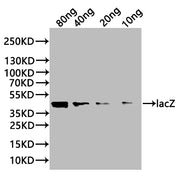 Western Blot Positive WB detected in: recombinant protein All lanes:lacZ Antibody at 1:1000 Secondary Goat polyclonal to rabbit IgG at 1/20000 dilution Predicted band size: 37.7 kDa Observed band size: 45 kDa