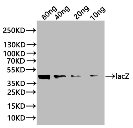 Western Blot Positive WB detected in: recombinant protein All lanes:lacZ Antibody at 1:1000 Secondary Goat polyclonal to rabbit IgG at 1/20000 dilution Predicted band size: 37.7 kDa Observed band size: 45 kDa
