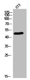 Western Blot analysis of 3T3 cells using Septin 14 Polyclonal Antibody