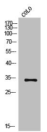 Western Blot analysis of COLO cells using Olfactory receptor 2A42 Polyclonal Antibody