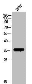 Western Blot analysis of 293T cells using ApoE Polyclonal Antibody