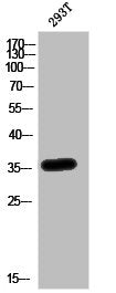 Western Blot analysis of 293T cells using ApoE Polyclonal Antibody