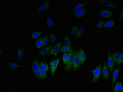 Immunofluorescent analysis of HepG2 cells using CSB-PA009503LA01HU at dilution of 1:100 and Alexa Fluor 488-congugated AffiniPure Goat Anti-Rabbit IgG(H+L)