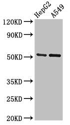 Western Blot Positive WB detected in: HepG2 whole cell lysate, A549 whole cell lysate All lanes: GLRA1 antibody at 2.7ug/ml Secondary Goat polyclonal to rabbit IgG at 1/50000 dilution Predicted band size: 53, 52 kDa Observed band size: 53 kDa