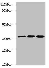 Western blot All lanes: Glutaredoxin-3 antibody at 10ug/ml Lane 1: Rat brain tissue Lane 2: HepG2 whole cell lysate Lane 3: Hela whole cell lysate Secondary Goat polyclonal to rabbit IgG at 1/10000 dilution Predicted band size: 37 kDa Observed ban...