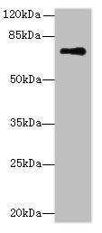 Western blot All lanes: GLS antibody at 5µg/ml + Mouse brain tissue Secondary Goat polyclonal to rabbit IgG at 1/10000 dilution Predicted band size: 74, 18, 66 kDa Observed band size: 74 kDa