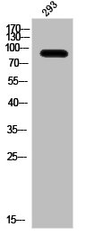 Western Blot analysis of 293 cells using Phospho-IL-4Rα (Y497) Polyclonal Antibody