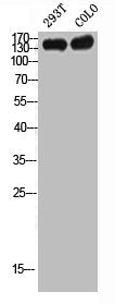 Western Blot analysis of 293T COLO cells using CD130 Polyclonal Antibody