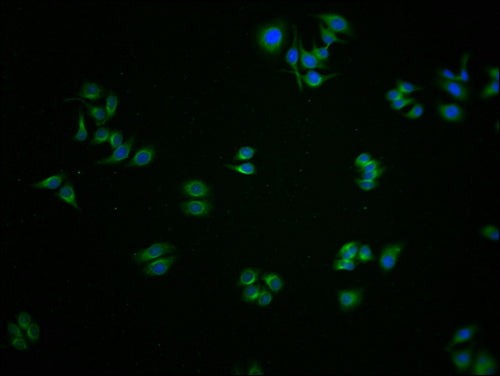 Immunofluorescence staining of HepG2 cells with CSB-PA009563LA01HU at 1:100, counter-stained with DAPI. The cells were fixed in 4% formaldehyde and blocked in 10% normal Goat Serum. The cells were then incubated with the antibody overnight at 4°C....