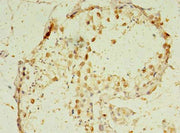 Immunohistochemistry of paraffin-embedded human testis tissue using CSB-PA009577LA01HU at dilution of 1:100